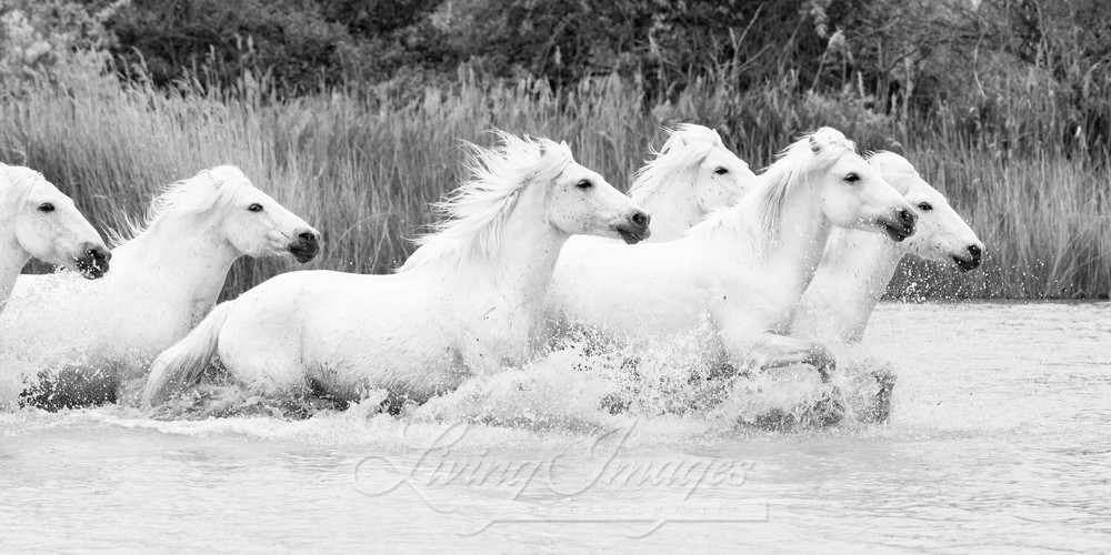 White Camargue Horses Splashing Photography Art | Living Images by Carol Walker, LLC