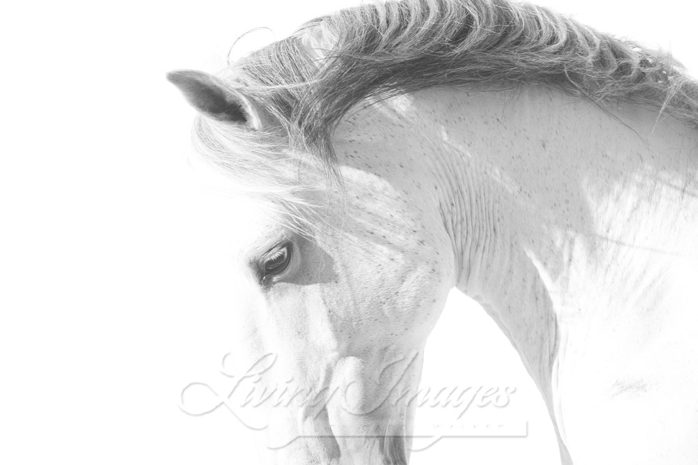 The Curve Of The Lusitano Photography Art | Living Images by Carol Walker, LLC