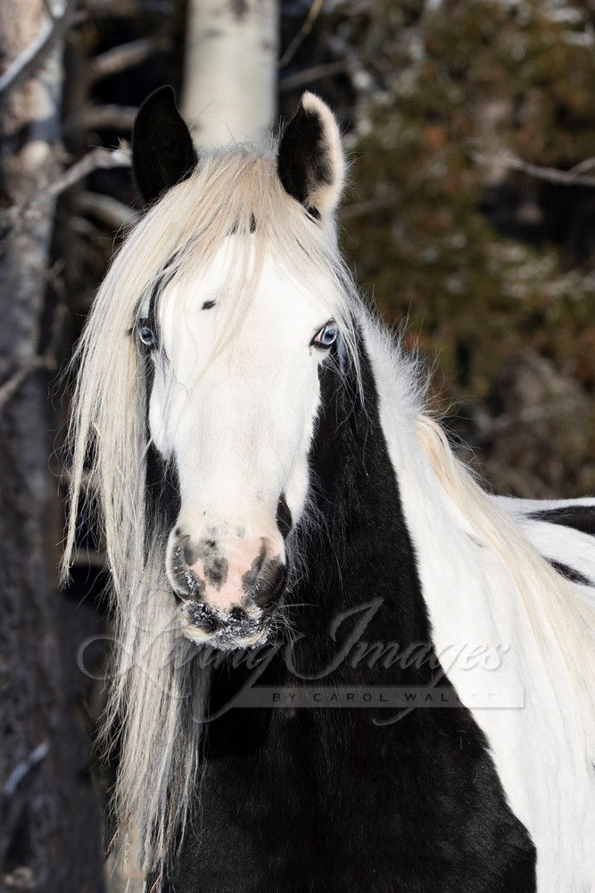 Gypsy In The Forest Ii Photography Art | Living Images by Carol Walker, LLC