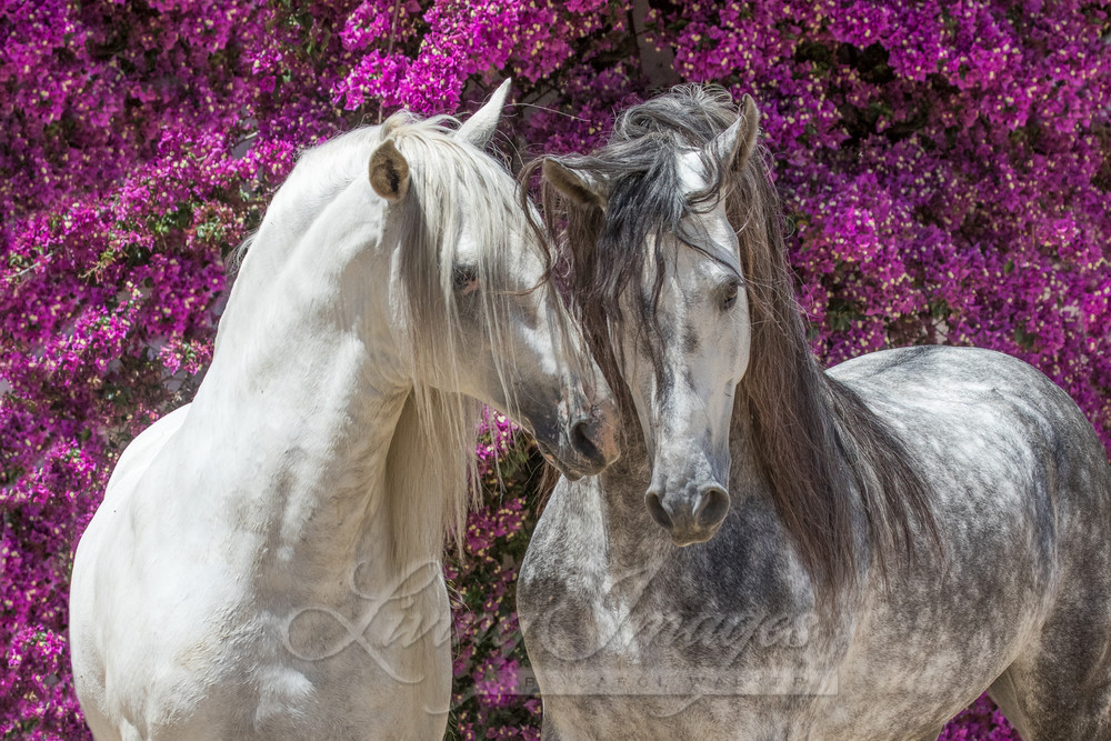 Two Andalusian Stallions In Front Of The Flowers Photography Art | Living Images by Carol Walker, LLC