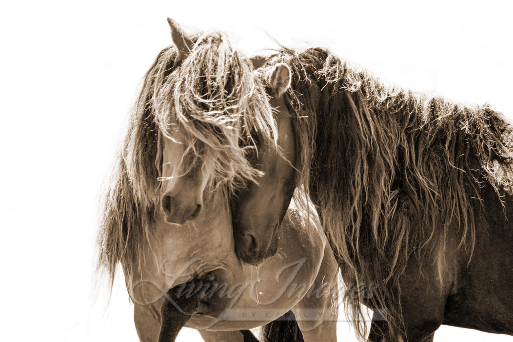 Two Sable Island Stallions Sepia Iii Photography Art | Living Images by Carol Walker, LLC