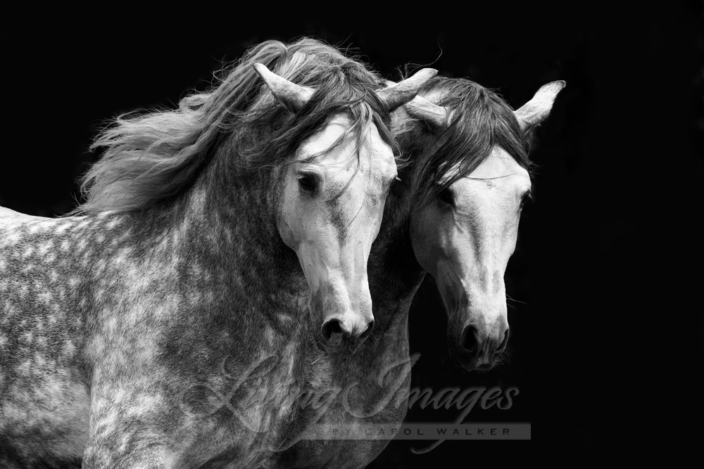 Two Dappled Brothers Photography Art | Living Images by Carol Walker, LLC