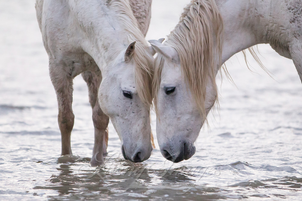 In The Water At Dawn Photography Art | Living Images by Carol Walker, LLC