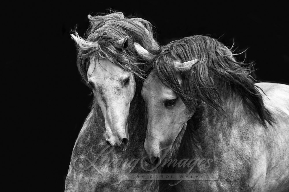 Two Andalusian Stallions Iii Photography Art | Living Images by Carol Walker, LLC
