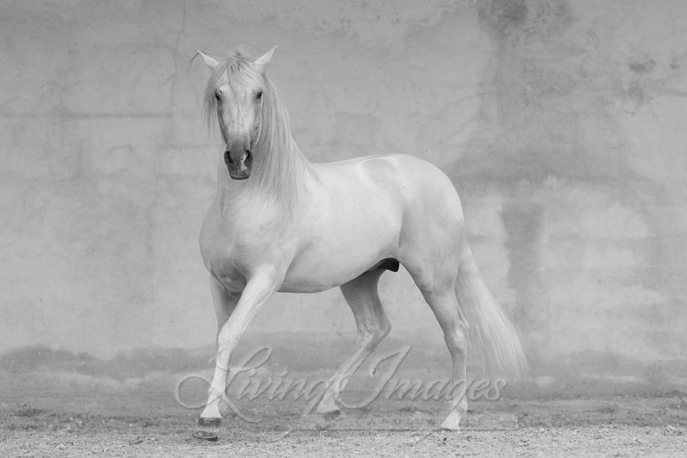 Classical Spanish Stallion Photography Art | Living Images by Carol Walker, LLC