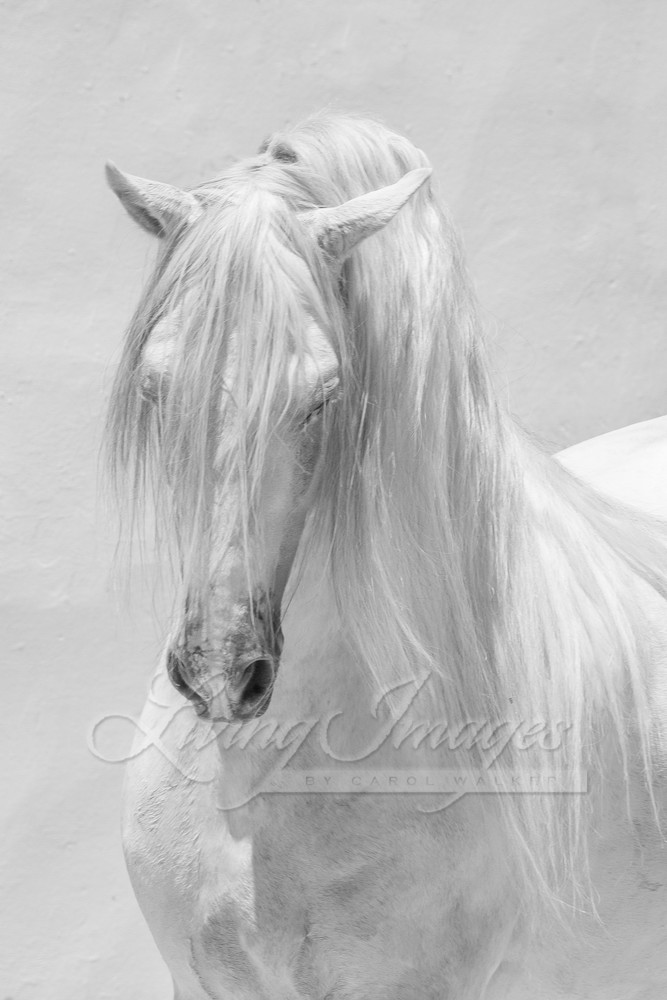 The White Angel Photography Art | Living Images by Carol Walker, LLC