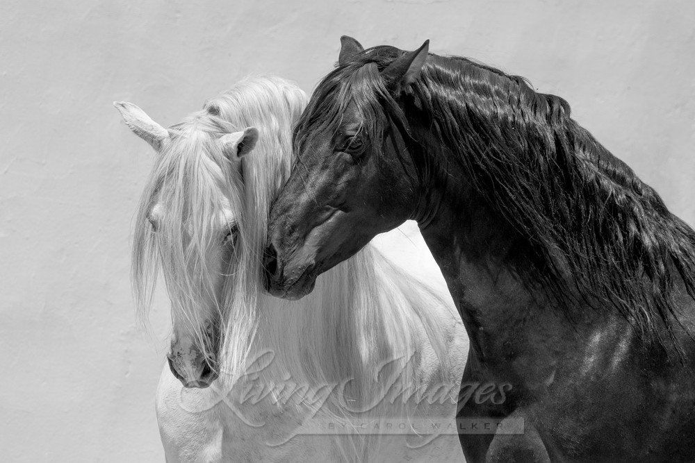 Black And White Friends Photography Art | Living Images by Carol Walker, LLC