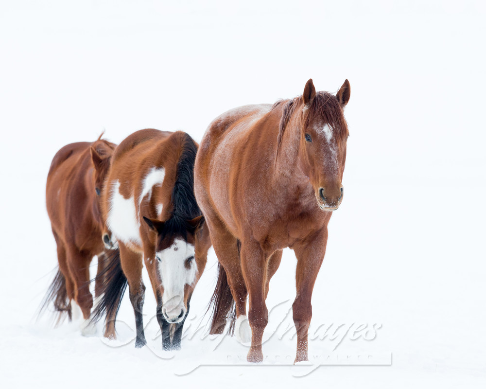Snowy March Photography Art | Living Images by Carol Walker, LLC