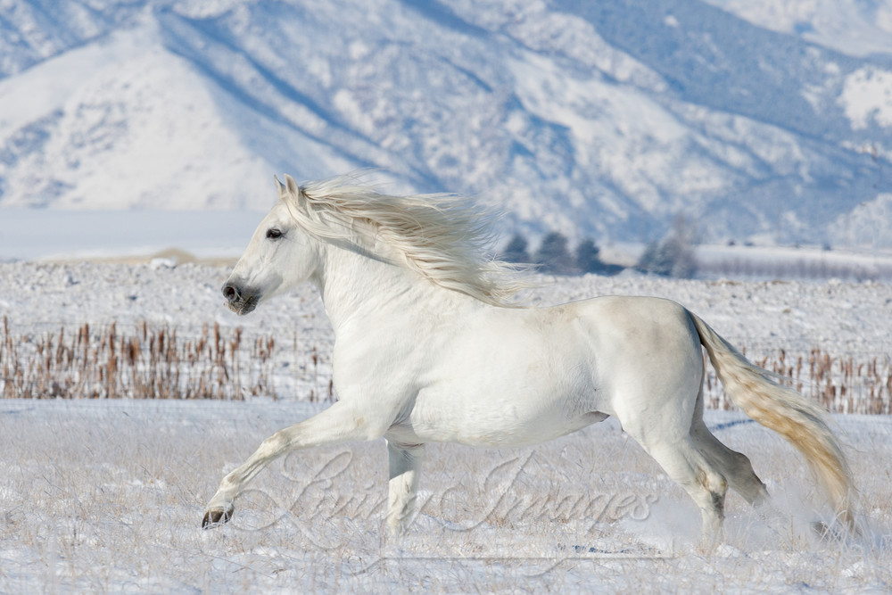 White Stallion Runs In The Snow Photography Art | Living Images by Carol Walker, LLC