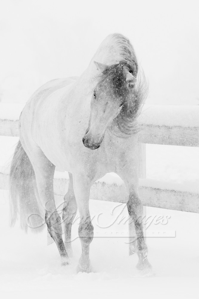 Snowy Mare Romps Photography Art | Living Images by Carol Walker, LLC