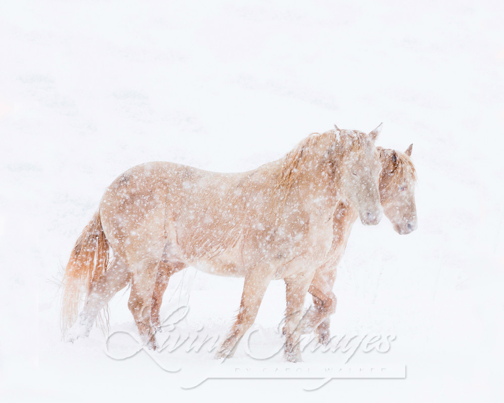 Two Cremellos In The Snow Photography Art | Living Images by Carol Walker, LLC