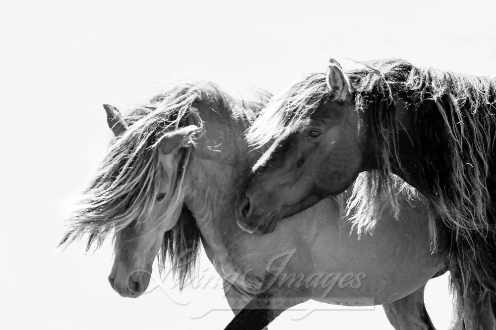Two Sable Island Stallions Vii Photography Art | Living Images by Carol Walker, LLC