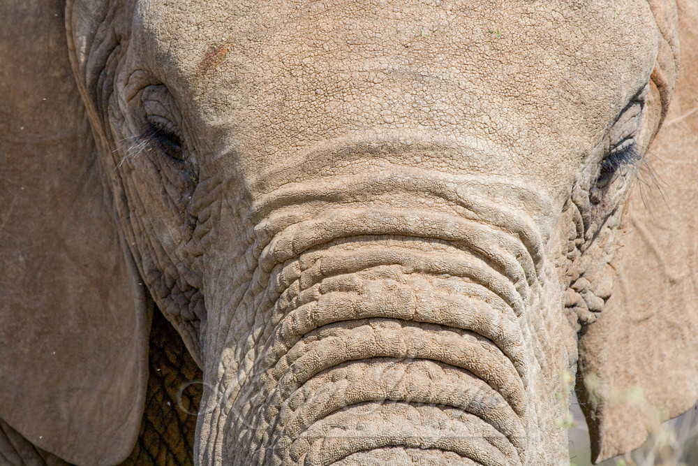 The Elephant's Face Photography Art | Living Images by Carol Walker, LLC