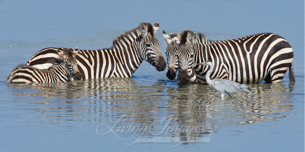Zebra Family At The Waterhole Photography Art | Living Images by Carol Walker, LLC