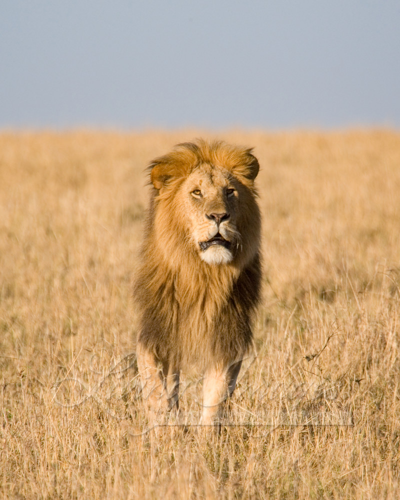 Lion Looks Up Photography Art | Living Images by Carol Walker, LLC