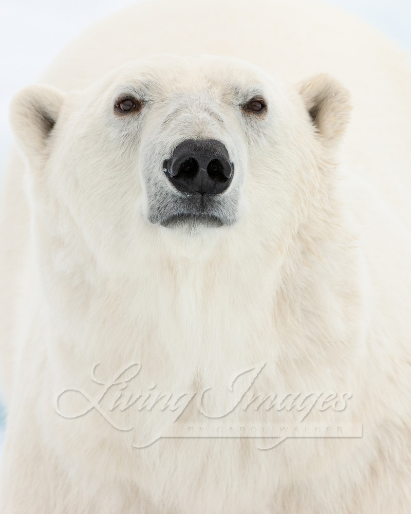 Polar Bear Close Up Art | Living Images by Carol Walker, LLC