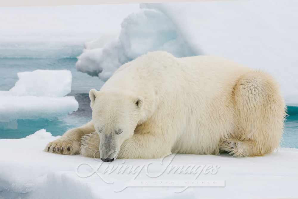 Polar Bear Sleeps Art | Living Images by Carol Walker, LLC
