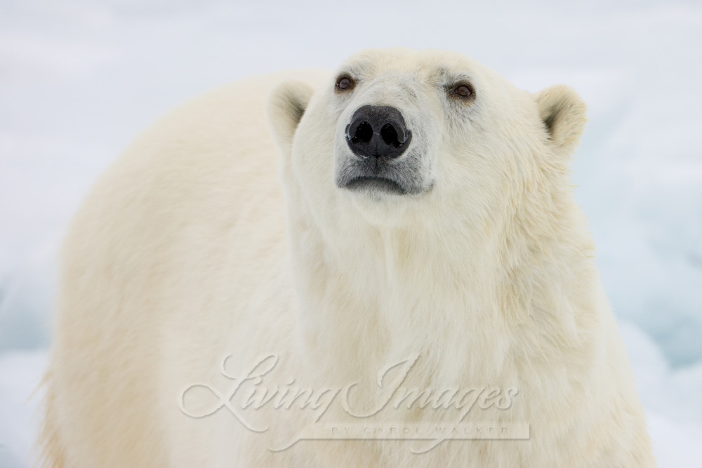 Polar Bear Looks Ii Photography Art | Living Images by Carol Walker, LLC