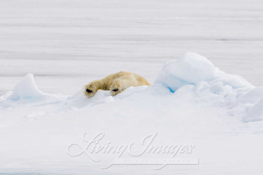 Polar Bear's Feet Art | Living Images by Carol Walker, LLC