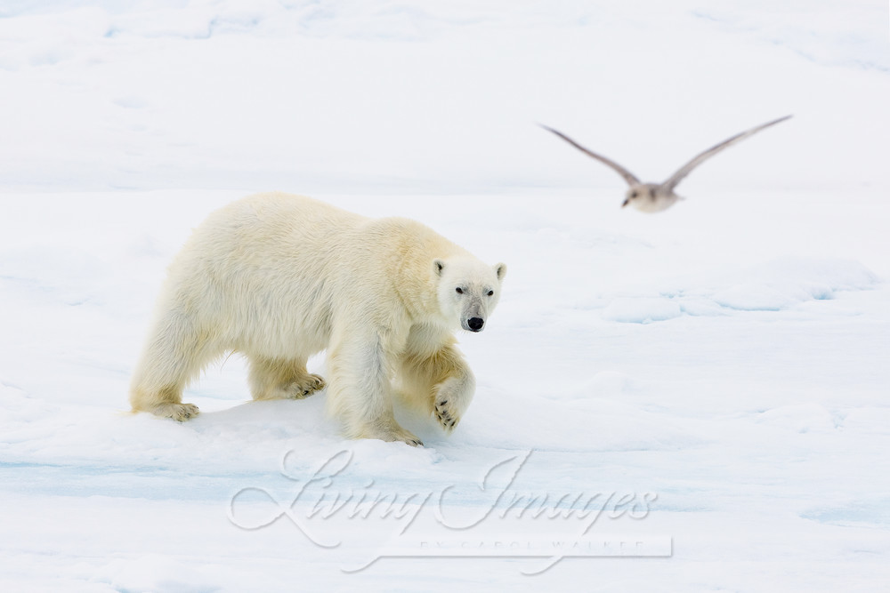 The Polar Bear And The Seagull Photography Art | Living Images by Carol Walker, LLC