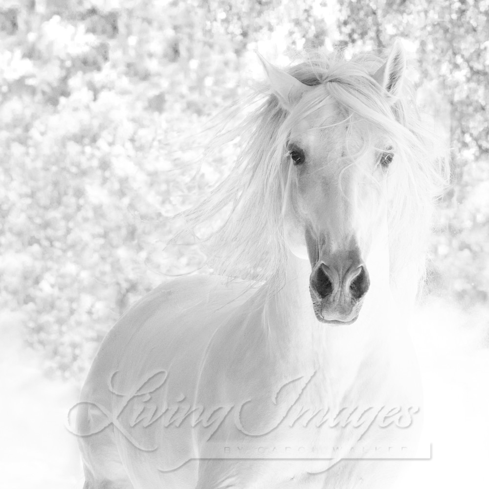 White Stallion Runs In The Dust Photography Art | Living Images by Carol Walker, LLC