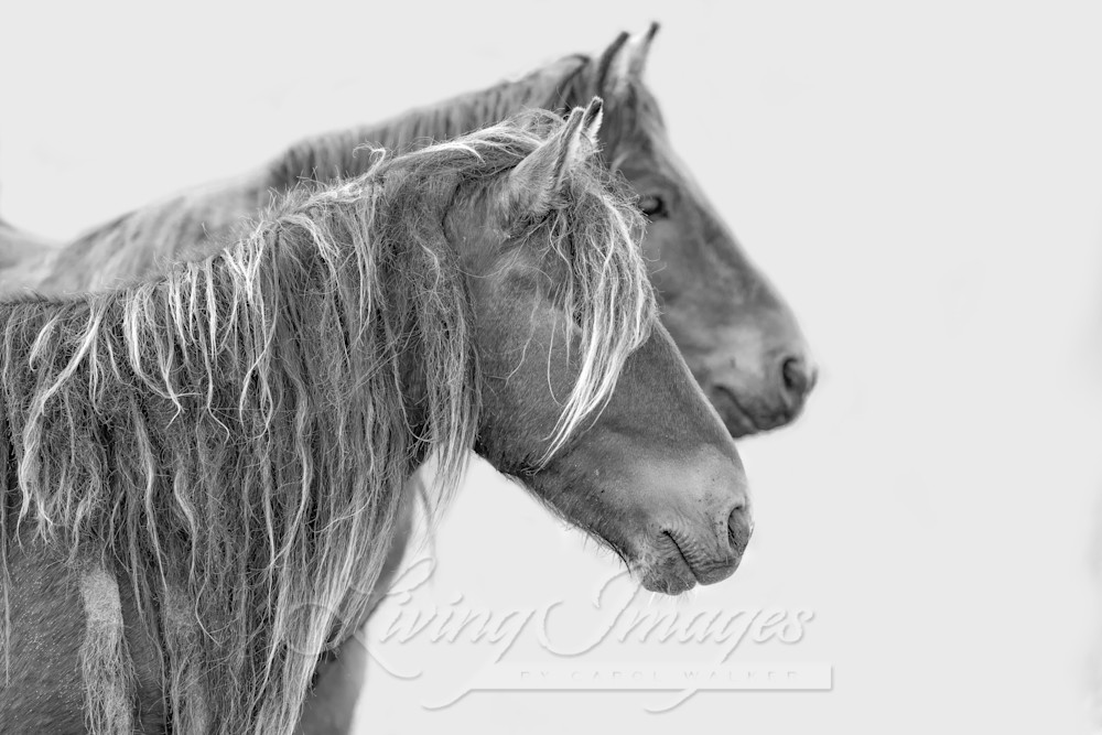 Two Young Sable Island Bachelor Stallions Photography Art | Living Images by Carol Walker, LLC