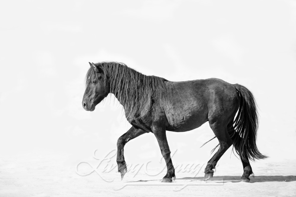 Sable Island Stallion Walks On The Beach Photography Art | Living Images by Carol Walker, LLC