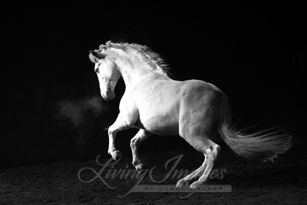 White Stallion In The Dark Photography Art | Living Images by Carol Walker, LLC