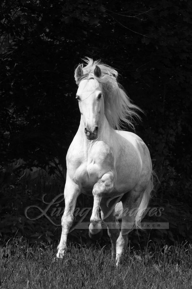 The White Stallion In The Forest Photography Art | Living Images by Carol Walker, LLC