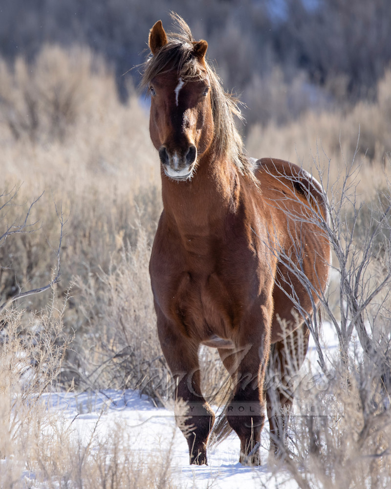 Wild Warrior Stallion In Winter Photography Art | Living Images by Carol Walker, LLC