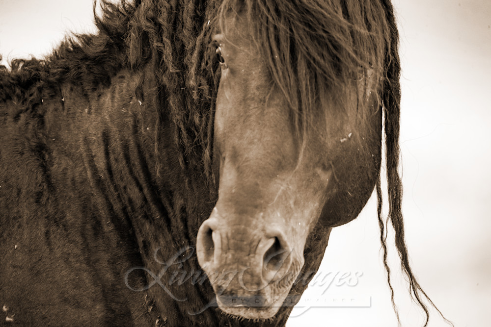 Wild Black Curly Stallion Turns Ii Sepia Photography Art | Living Images by Carol Walker, LLC