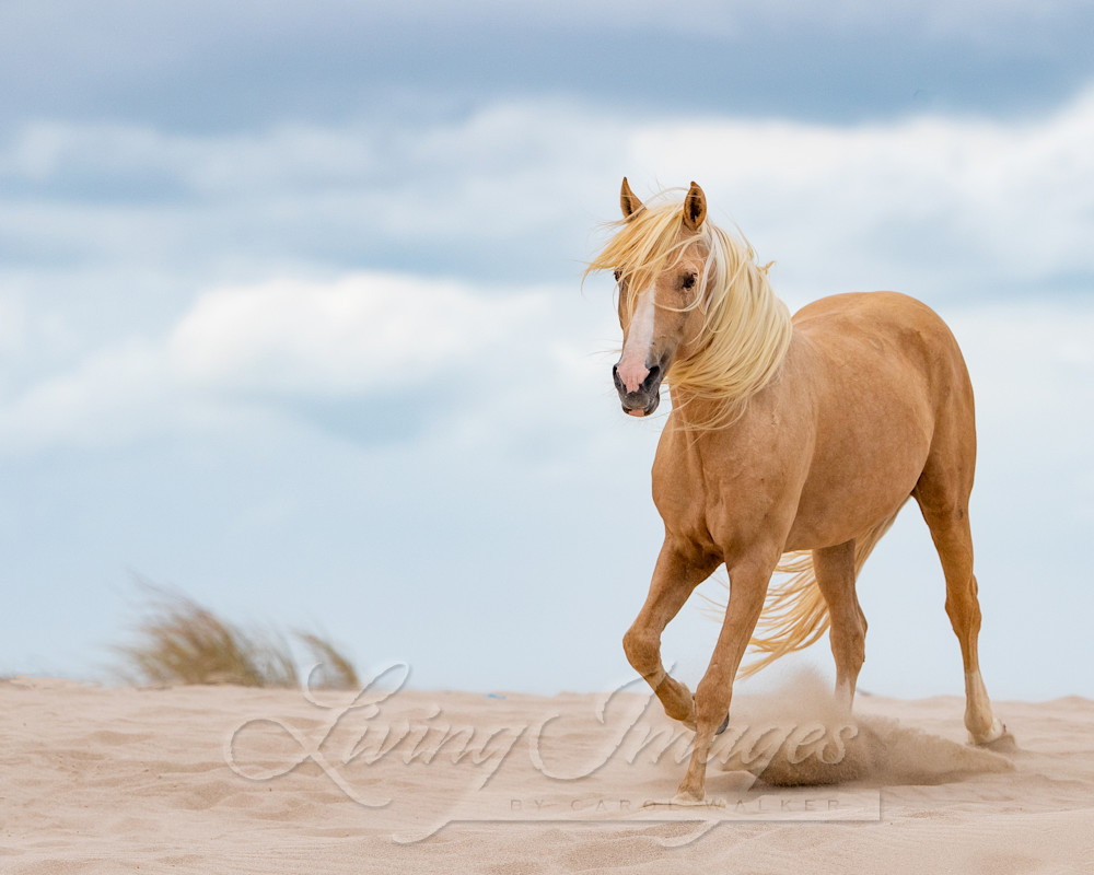 Palomino Stallion In The Dunes Ii Photography Art | Living Images by Carol Walker, LLC