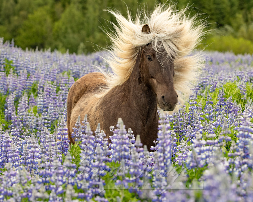 Wild Mane In The Lupine Photography Art | Living Images by Carol Walker, LLC