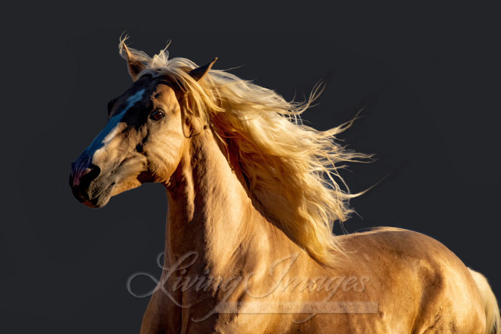 Golden Stallion Runs Photography Art | Living Images by Carol Walker, LLC