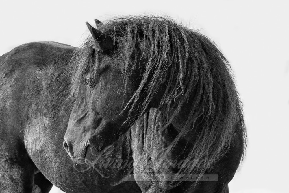 Black Sable Island Stallion Turns His Head Photography Art | Living Images by Carol Walker, LLC