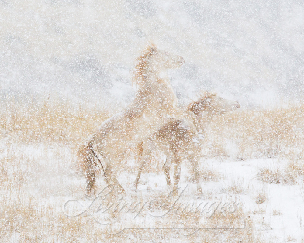 Snow Day For The Mustangs Photography Art | Living Images by Carol Walker, LLC