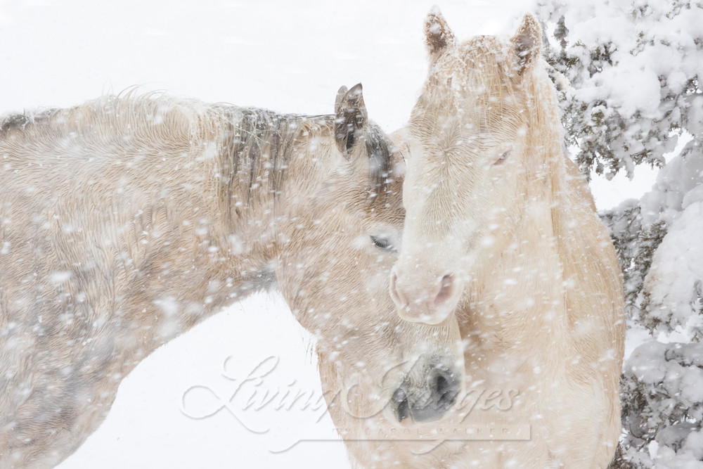 Two Mustangs Come Together In The Snow Photography Art | Living Images by Carol Walker, LLC