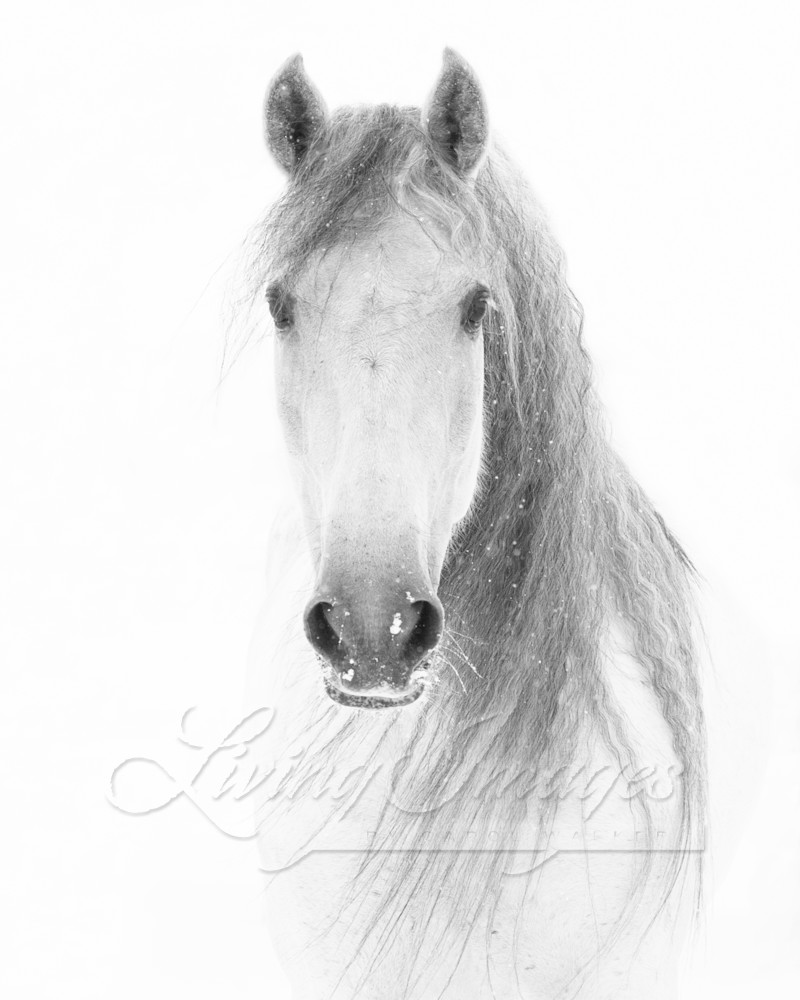 White Snowy Mare Comes Close Photography Art | Living Images by Carol Walker, LLC
