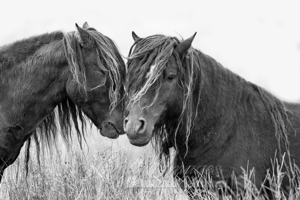 Two Sable Island Bachelor Stallions Art | Living Images by Carol Walker, LLC