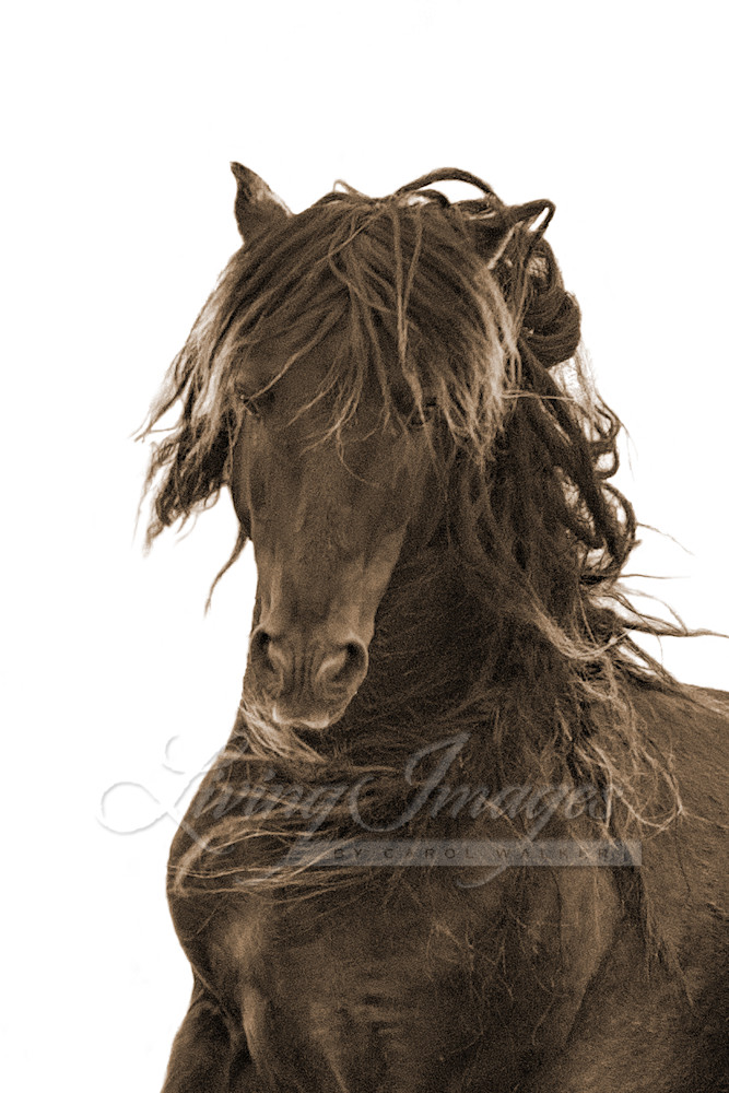 Dreamy Sable Island Stallion In Sepia Photography Art | Living Images by Carol Walker, LLC
