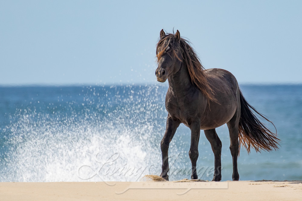 Sable Island Stallion And The Waves Art | Living Images by Carol Walker, LLC