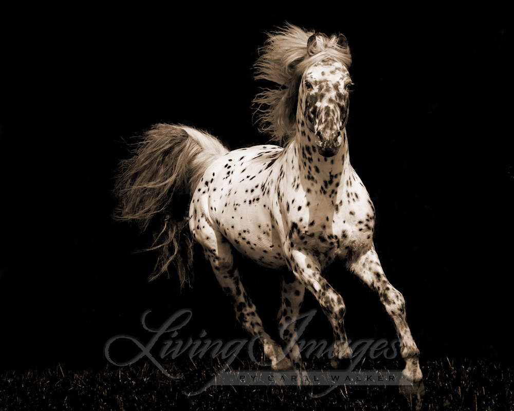 Spotted Stallion Running In Sepia Photography Art | Living Images by Carol Walker, LLC