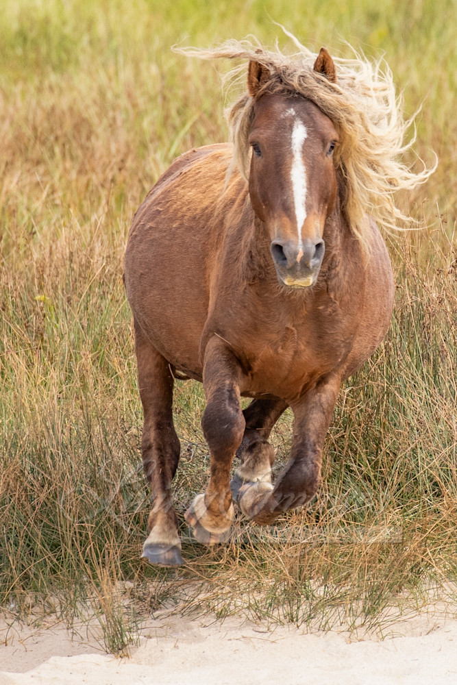 Sorrel Sable Island Stallion Runs Art | Living Images by Carol Walker, LLC