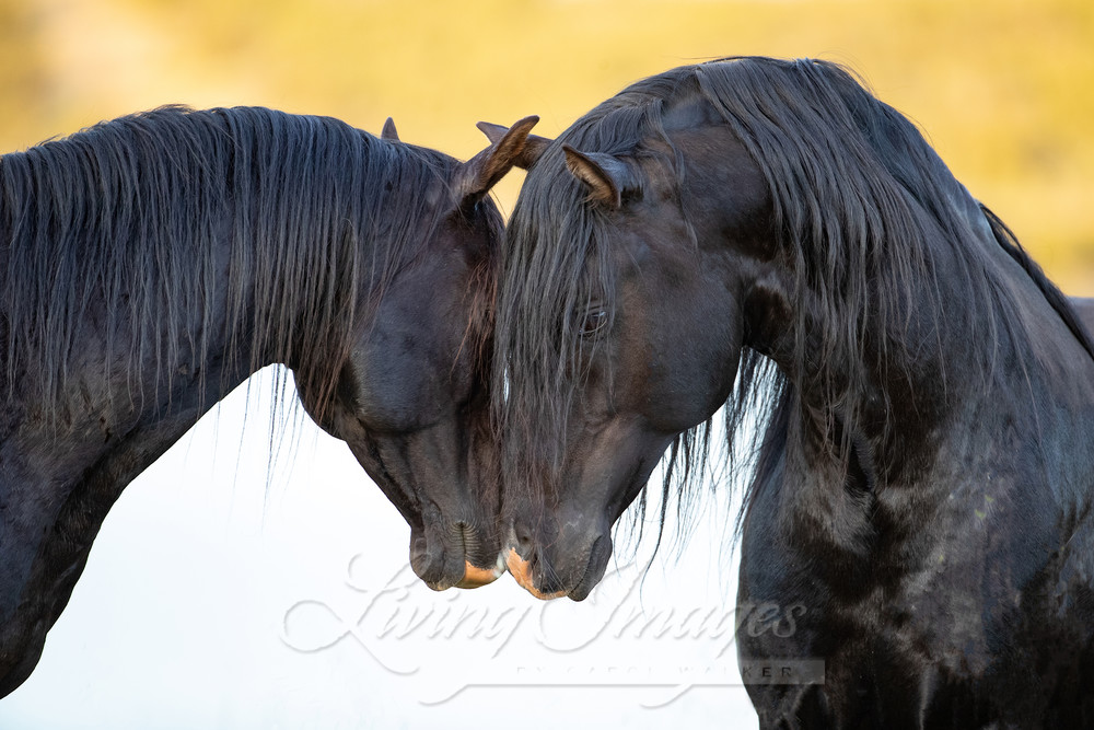 Two Black Stallion Friends Photography Art | Living Images by Carol Walker, LLC