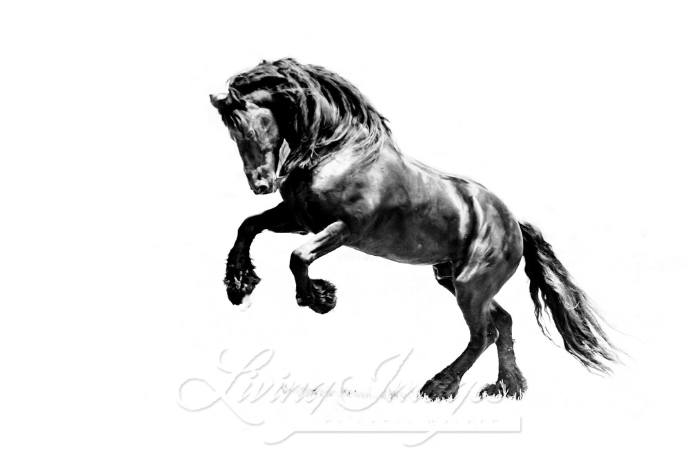 Ojai, CA, purebred horse, black Friesian stallion rearing