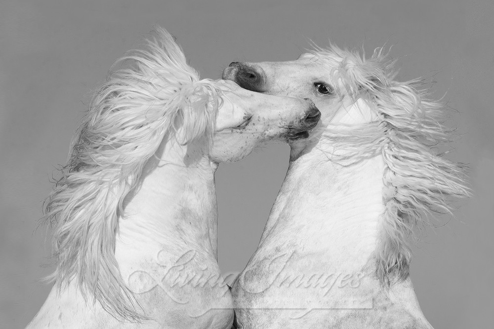 Two White Stallions Rearing Photography Art | Living Images by Carol Walker, LLC