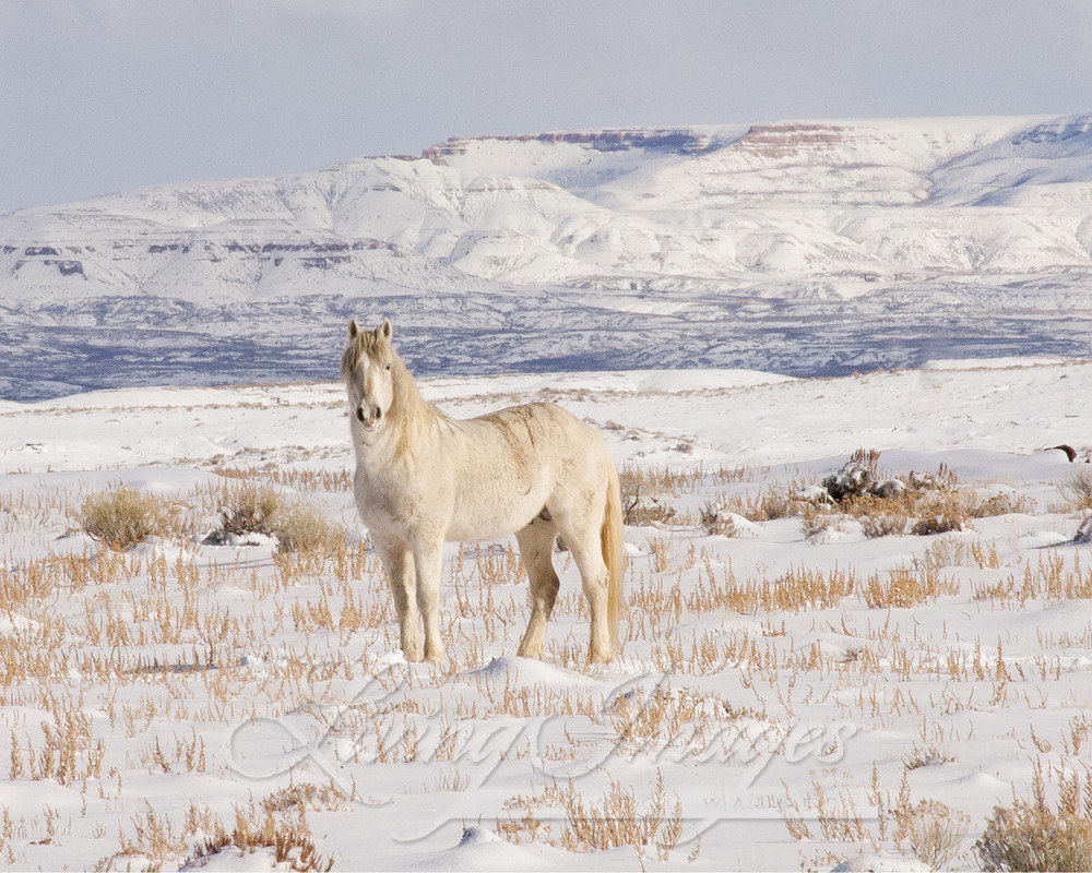 Wild Snow Stallion Photography Art | Living Images by Carol Walker, LLC