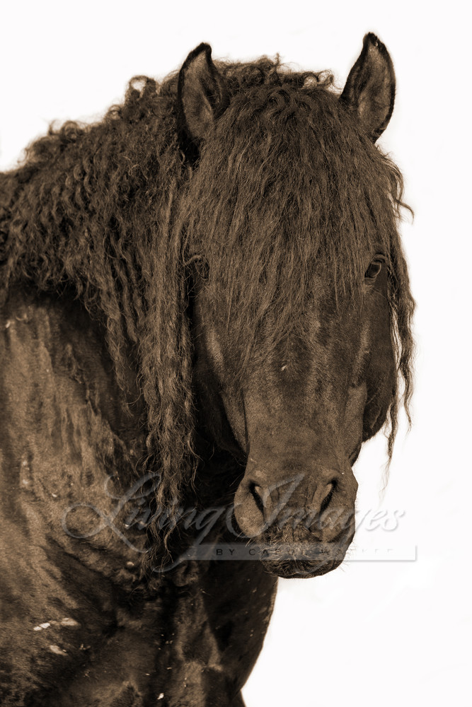 Portrait Of A Wild Curly Stallion In Sepia Photography Art | Living Images by Carol Walker, LLC