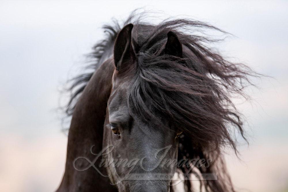 Friesian's Eyes In Color Photography Art | Living Images by Carol Walker, LLC