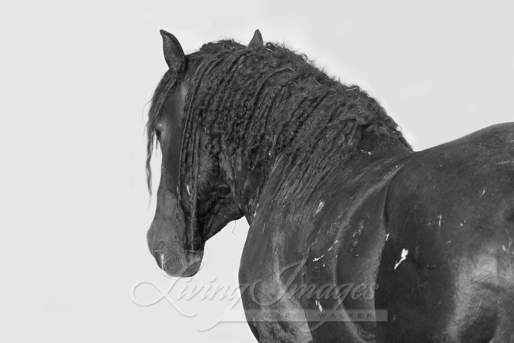 The Wild Curly Stallion's Strength Photography Art | Living Images by Carol Walker, LLC